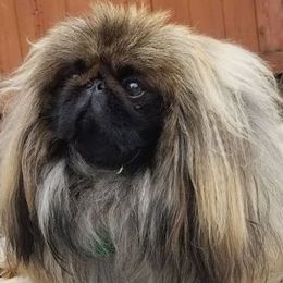 Pekingese from Thomas's Pekingese