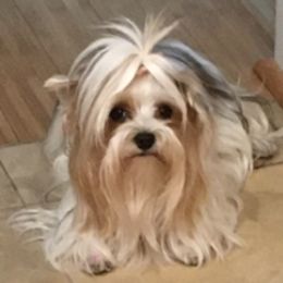 Yorkshire Terrier Puppies from Lynnie’s Lovables Yorkies