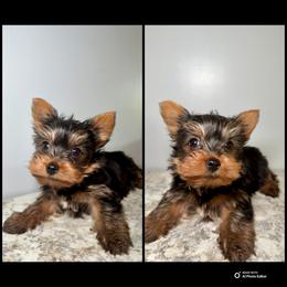 Tito - Black and gold male Yorkshire Terrier puppy in Cleveland, Tennessee from Moody’s Morkies and More