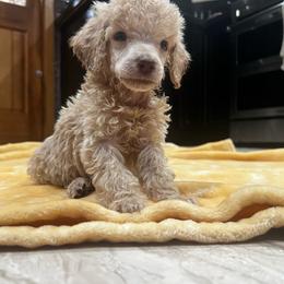 Winston - Cream male Poodle puppy in Wolf Creek, Oregon from Dejah Bleu Kennels