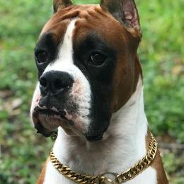 Boxers, Doberman Pinschers, and Siberian Huskies from Archangel Boxers