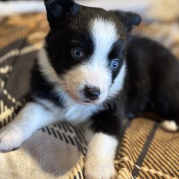 Teal - Black & white female Miniature Australian Shepherd puppy in Arizona from Country Charm Mini Aussies