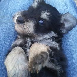 Miniature Schnauzer and Poodle Puppies from Schaible Schnauzers