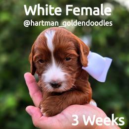 White - Red  female Goldendoodle puppy in Upland, California from Hartman Goldendoodles