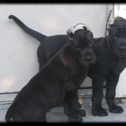 American Staffordshire Terrier and Great Dane Puppies from Unity Great Danes & Staffs