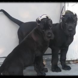 American Staffordshire Terrier and Great Dane Puppies from Unity Great Danes & Staffs