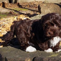 Ollie - Havanese puppy in Batesville, Arkansas from Hillbilly Havanese