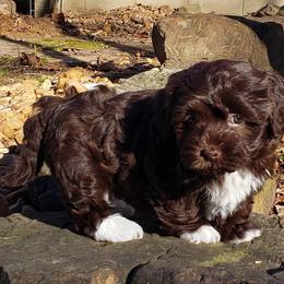 Ollie - Havanese puppy in Batesville, Arkansas from Hillbilly Havanese