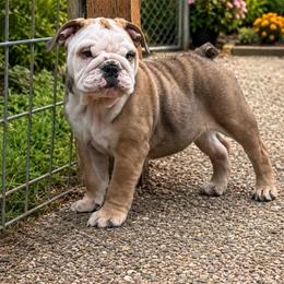 Bubba - Fawn male Bulldog puppy in Marysville, Washington from BulldogWA