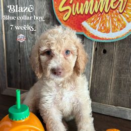 Blaze - Cream male Labradoodle puppy in Paw Paw, Michigan from ProAct Canines