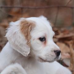 Border Collie, English Setter, and Miniature American Shepherd Puppies from First Harmony Farms