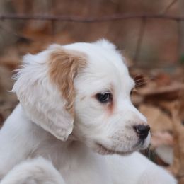 Border Collie, English Setter, and Miniature American Shepherd Puppies from First Harmony Farms