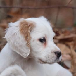 Border Collie, English Setter, and Miniature American Shepherd Puppies from First Harmony Farms