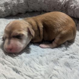 3 - Autumn Winds - Cream female Dachshund puppy in Central Point, Oregon from MRS Long Dog Ranch