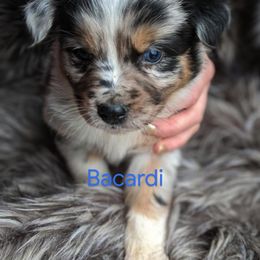 Australian Shepherd Puppies from Rockin' Aussies