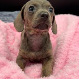 Brindle girl - Brindle female Dachshund puppy in Spanaway, Washington from 11 Oaks Kennels