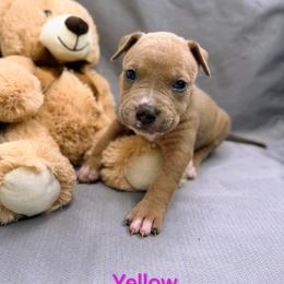 Yellow Collar Female - Blue fawn female American Pit Bull Terrier puppy in Pensacola, Florida from Alpha Alliance Kennels