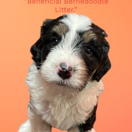 3rd Pick Boy - Tri-color male Bernedoodle puppy in Summerfield, North Carolina from Paws 4 Doodles, LLC
