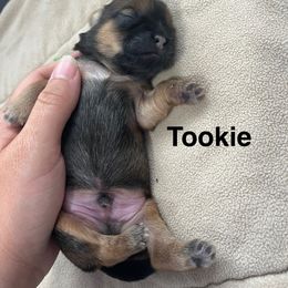 Tookie - Sable male Shih Tzu puppy in Dayton, Ohio from LaDawn’s Little Lions