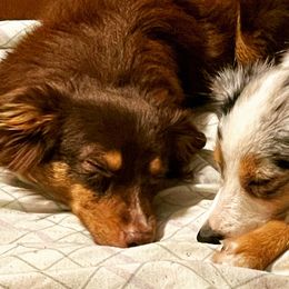 Australian Shepherds, Miniature Australian Shepherds, and Toy Australian Shepherds from Honey, I Shrunk the Aussies