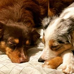 Australian Shepherds, Miniature Australian Shepherds, and Toy Australian Shepherds from Honey, I Shrunk the Aussies