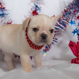 French Bulldog Puppies from Faux Real Frenchies