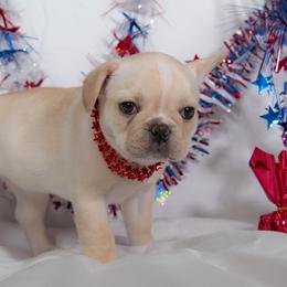 French Bulldog Puppies from Faux Real Frenchies