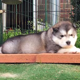 Alaskan Malamute Puppies from Strong Water Malamutes