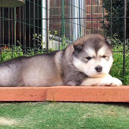 Alaskan Malamute Puppies from Strong Water Malamutes