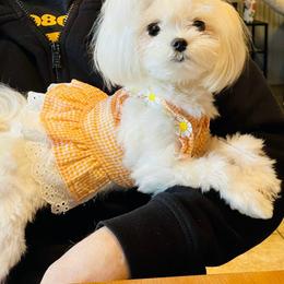 Maltese Puppies from Made to Love Maltese LLC