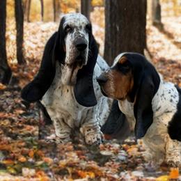 Basset Hounds from Kara Bellow