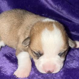 Bunny - White and red female Pembroke Welsh Corgi puppy in Godley, Texas from Bradley Kennels
