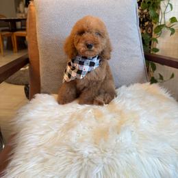 Zipper - Red  male Goldendoodle puppy in Davie, Florida from Daviegoldendoodles