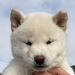 Cream pretty girl - Cream female Shiba Inu puppy in Nampa, Idaho from Hillsdale Shiba Inu