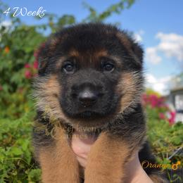 Orange - Black and red male German Shepherd puppy in Orlando, Florida from AceHaven Canines