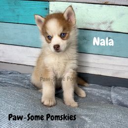 Nala - Red and white female Pomsky puppy in Krum, Texas from Paw-Some Pomskies