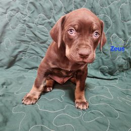 Catahoula Leopard Dog Puppies from OpenGate Catahoulas