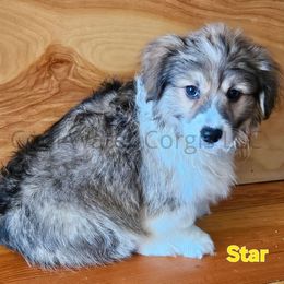 Star - Sable Pembroke Welsh Corgi puppy in Kiowa, Colorado from Cool Water Corgis LLC