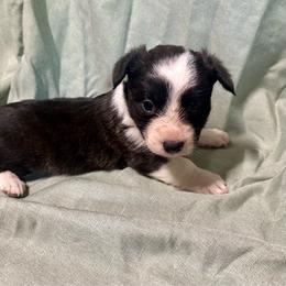 Brindle boy - Brindle and white male Cardigan Welsh Corgi puppy in Clinton, Tennessee from High Hopes Farm
