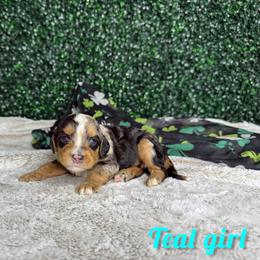 Teal girl - Blue merle female Bernedoodle puppy in Modesto, California from Two Doods Doodles