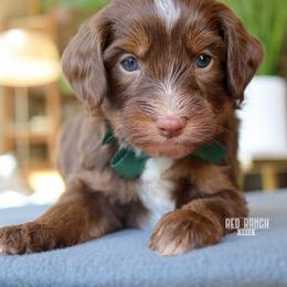 Nougat - Brown and white male Bernedoodle puppy in Salado, Texas from Red Ranch Dogs