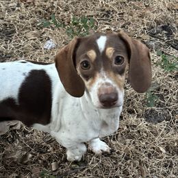 Chichi - Chocolate and tan female Dachshund puppy in Lakeland, Florida from Elite Doxies Florida