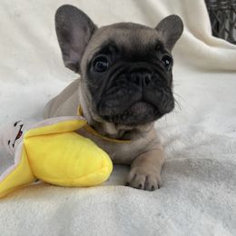French Bulldog Puppies from Fabi's French Bulldogs