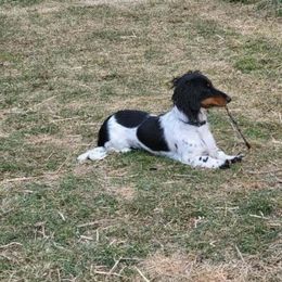 Dachshund All Grown Up from Rissas CrAz Critters