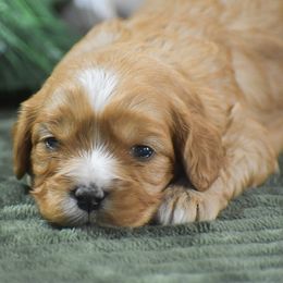 Cuddles - Red female Cavapoo puppy in Honey Brook, Pennsylvania from Stoltzfus Family Puppies (license number 18844)