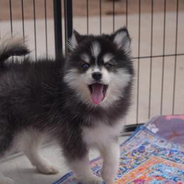 Ridge - Black and white male Pomsky puppy in Mesa, Arizona from Platinum Pomskies