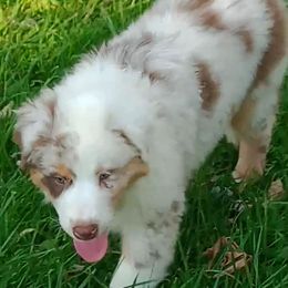 Boy 4 - Red merle Australian Shepherd puppy in North Jackson, Ohio from Shadowood Australian Shepherds