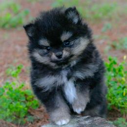 Birdie - Black and tan female Pomeranian puppy in Bremen, Indiana from AMS Pomeranians and Pomskies in Indiana