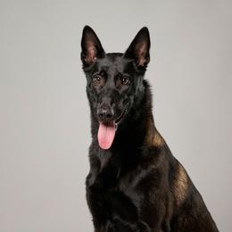 Ahsoka - Belgian Malinois