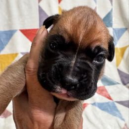 Mr Red - Fawn male Boxer puppy in Palm Coast, Florida from Starlight Boxer Corner